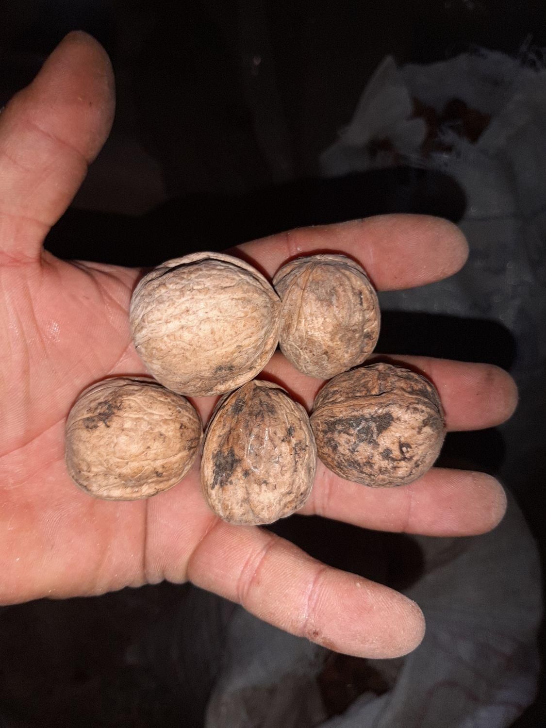 گردو سوزنی|عمده‌فروشی|اصفهان, خانه اصفهان|دیوار