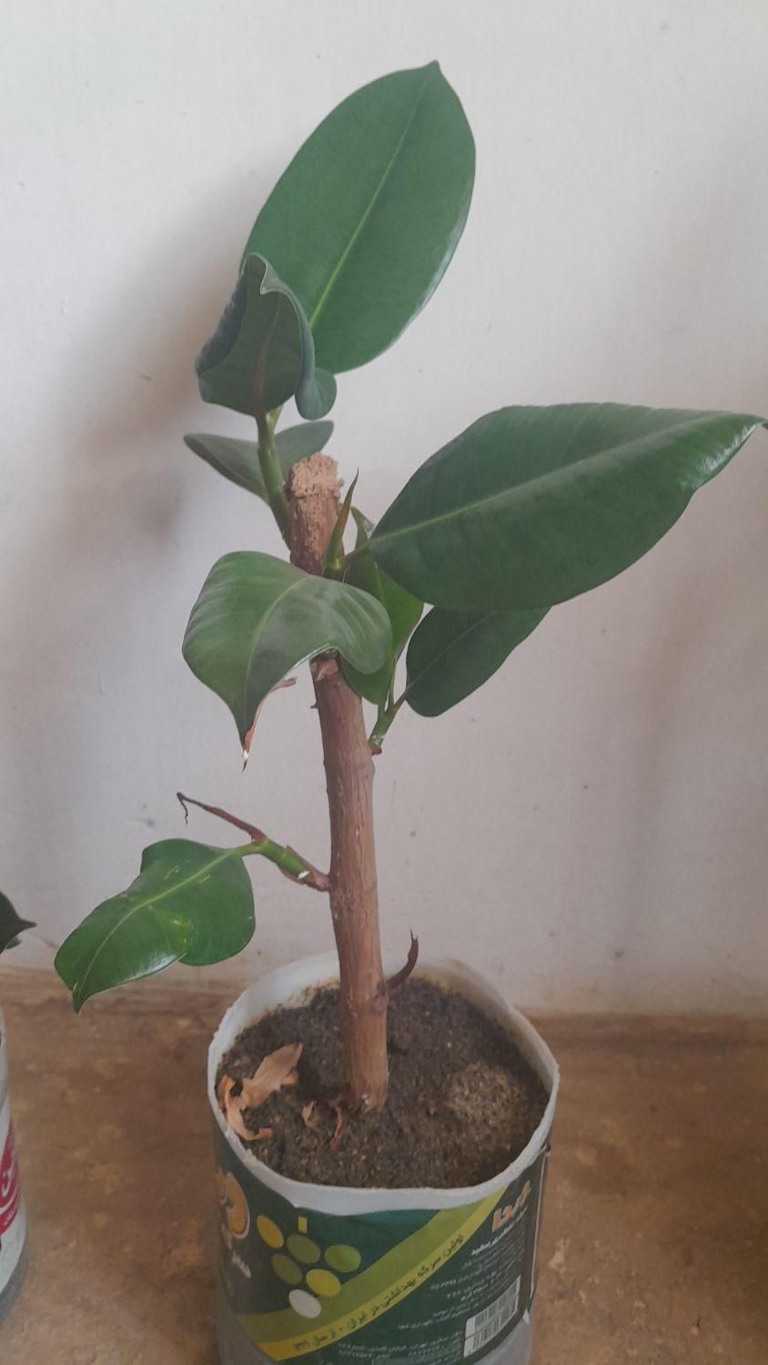 فروش گل فیکوس خانگی|گل و گیاه طبیعی|سنندج, |دیوار