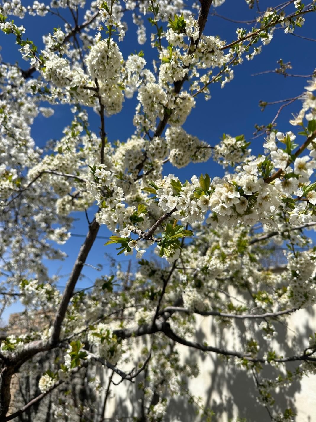 باغ ۷۹۰متر دماوند|فروش خانه و ویلا|دماوند, دماوند|دیوار