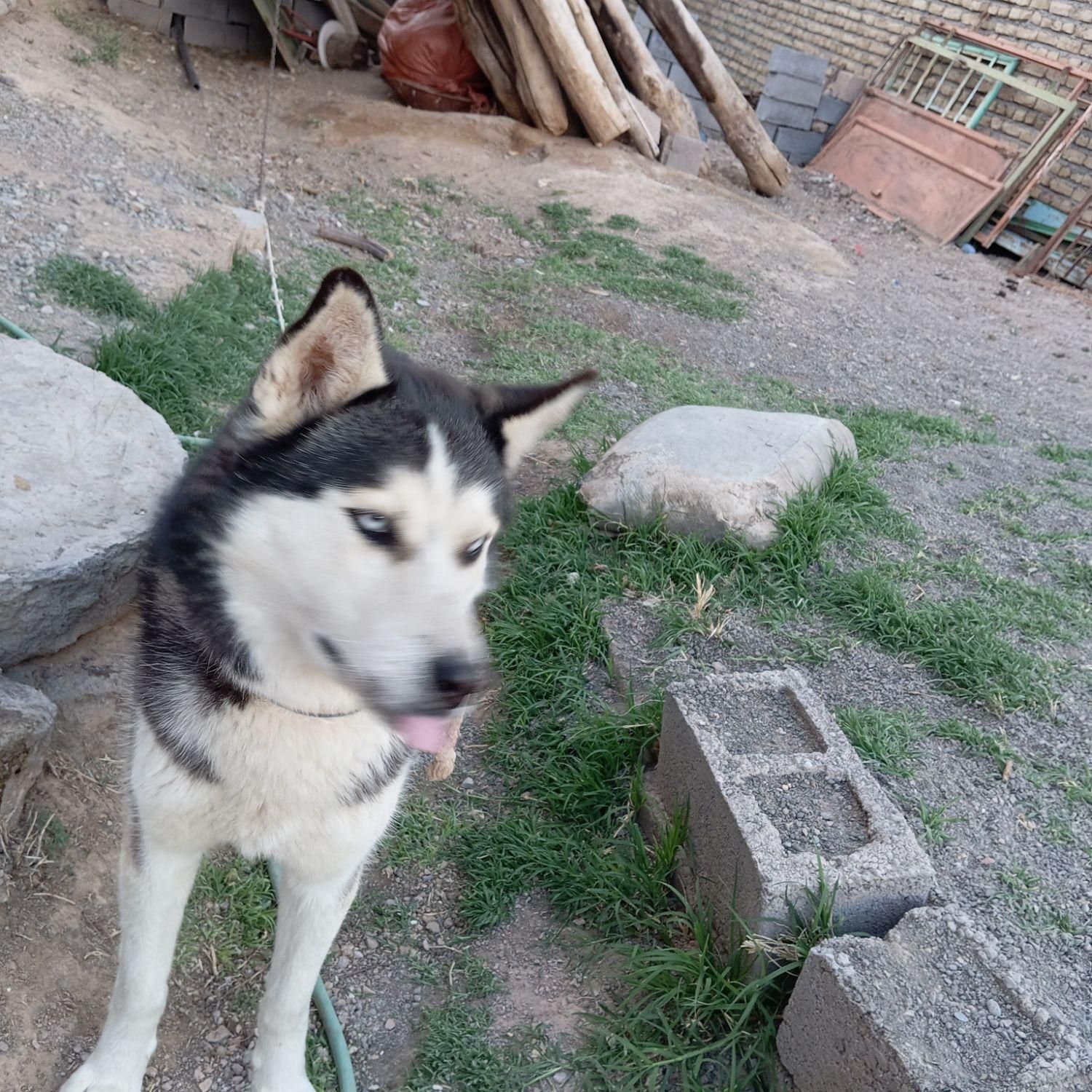 هاسگی نر و باهوش|سگ|تربت جام, شهید غلام زاده|دیوار