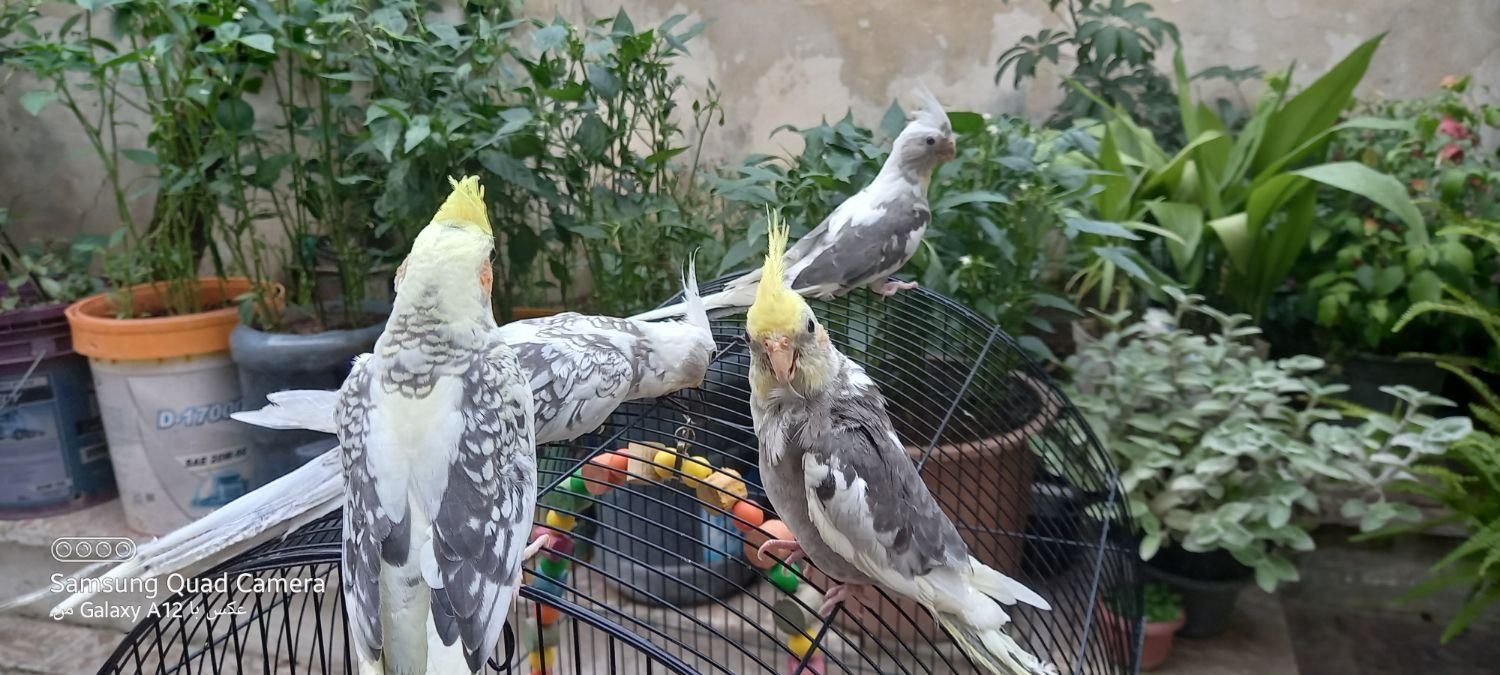 عروس هلندی|پرنده|آستانه اشرفیه, |دیوار