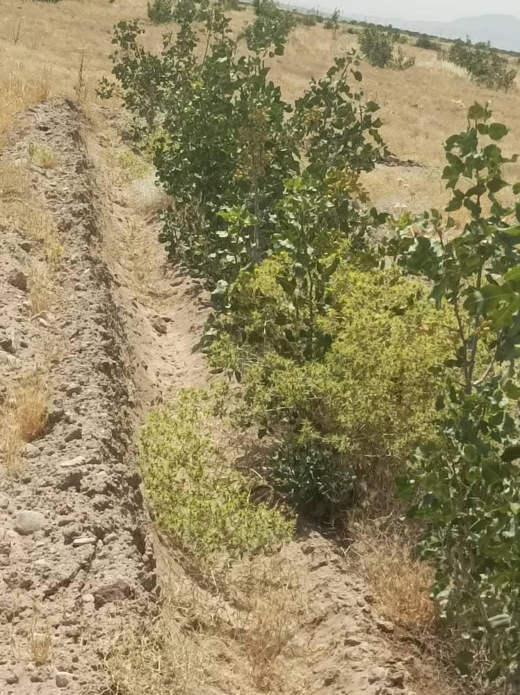 یک ونیم هکتار باغ پسته ۵ساله پیوند احمد اقایی|فروش زمین و ملک کلنگی|نی‌ریز, |دیوار