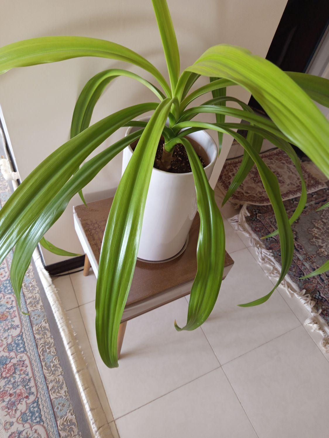 برگ ذرتی|گل و گیاه طبیعی|شیراز, نصر|دیوار