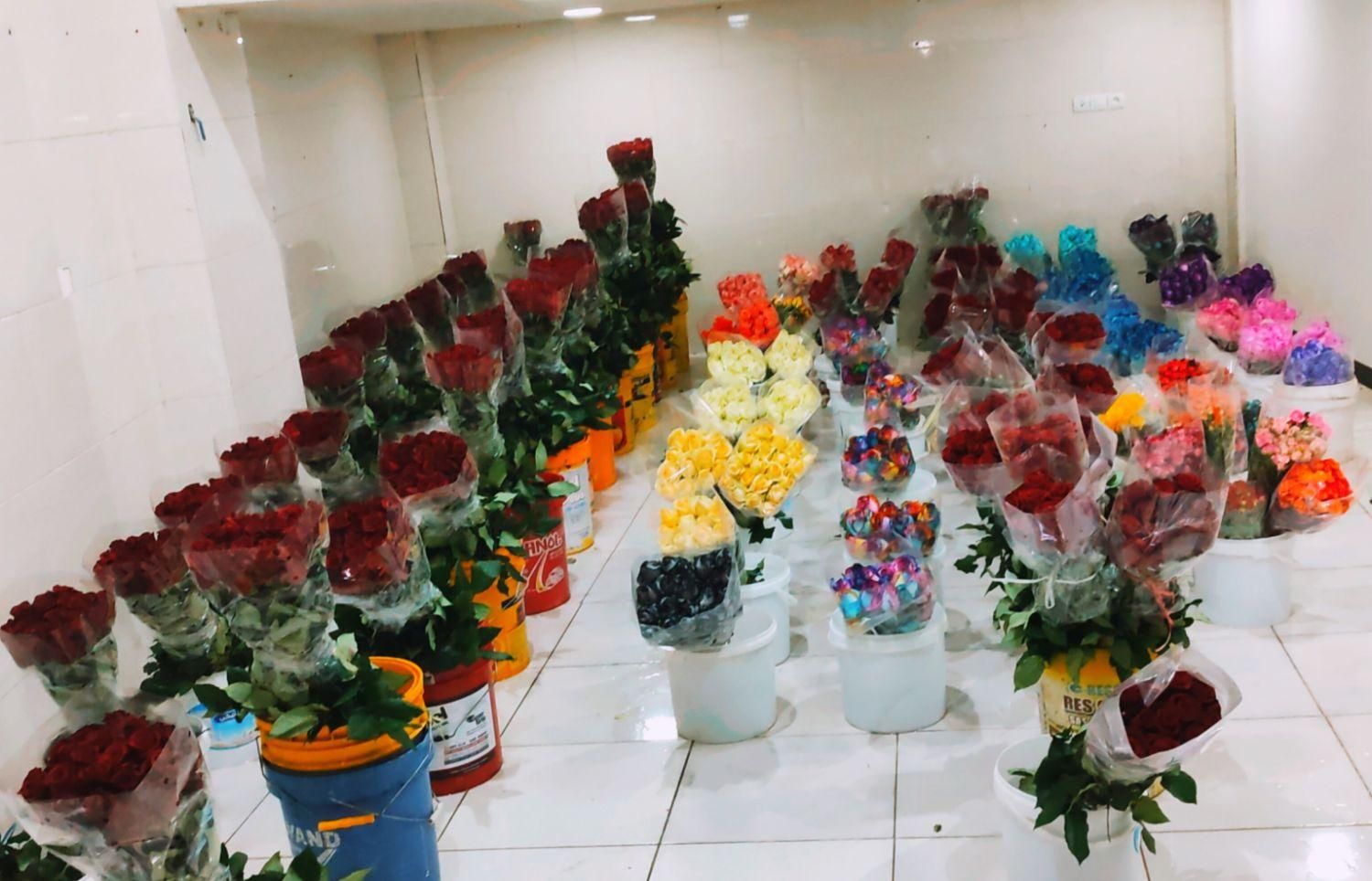 پخش عمده رز هلندی داودی عروس کادو هدیه دسته گل|گل و گیاه طبیعی|شیراز, جوادیه|دیوار