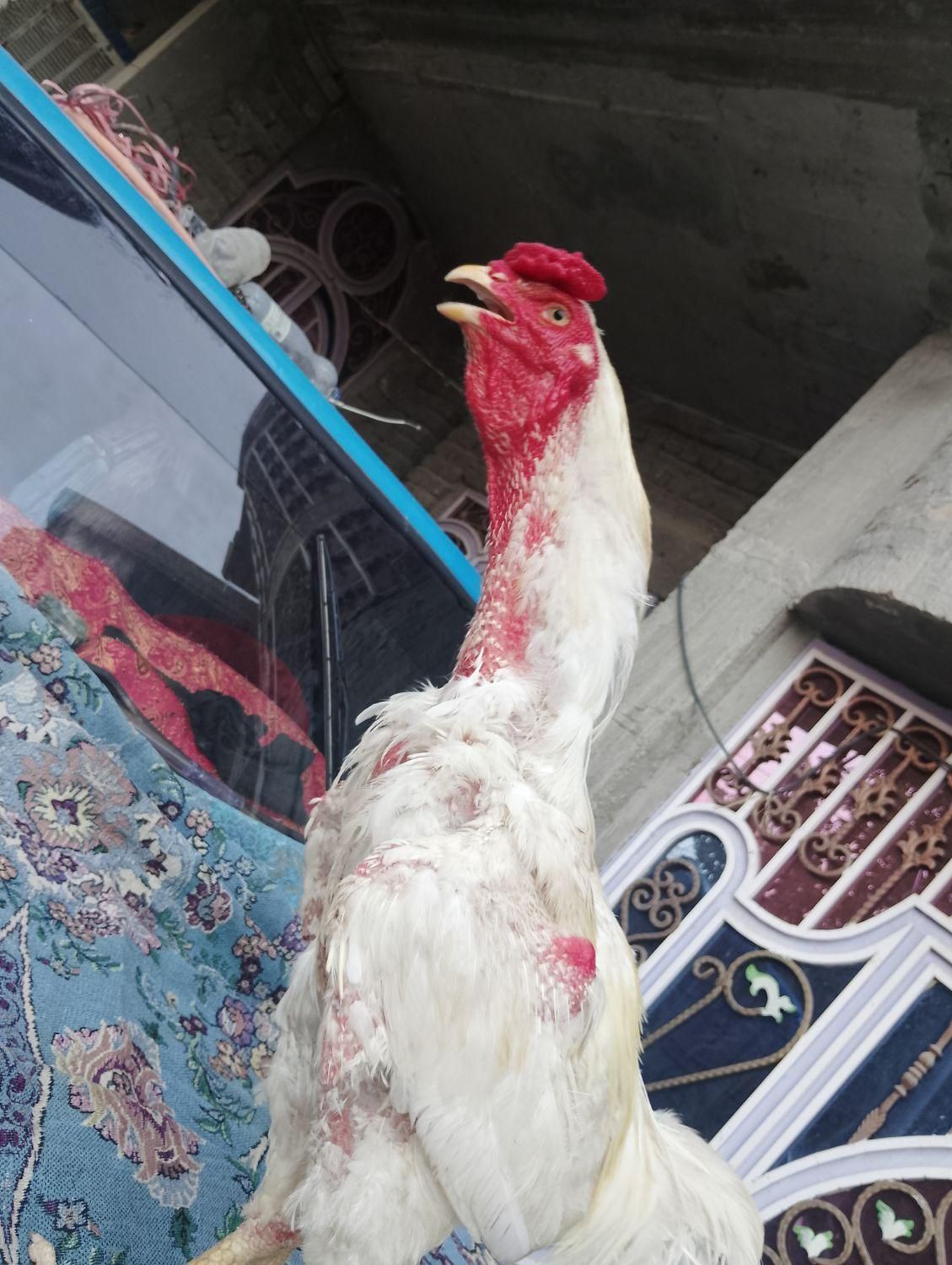 خروس جنگی و ماده مرغ|حیوانات|ایرانشهر, |دیوار