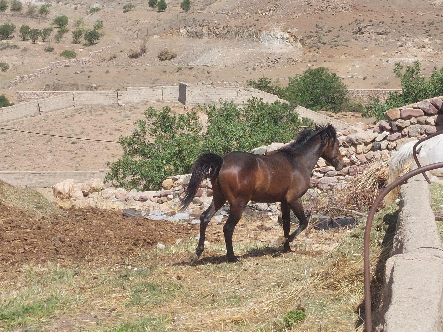 اسب و مادیان|اسب و تجهیزات اسبسواری|کوهسار (البرز), |دیوار