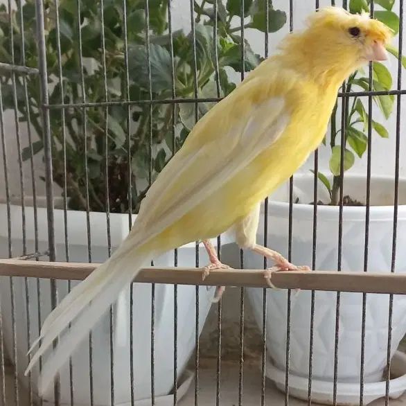 قناری نر سوپری چتری قد و قواره دار بخون جوان|پرنده|گلستان (تهران), |دیوار