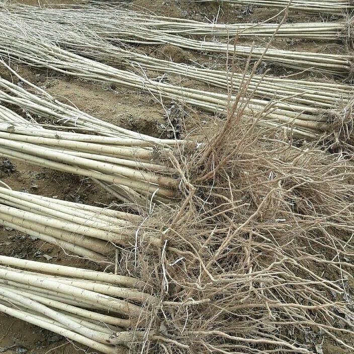نهال صنوبر تبریزی و ایتالیایی موجود|خدمات باغبانی و درختکاری|فلاورجان, |دیوار