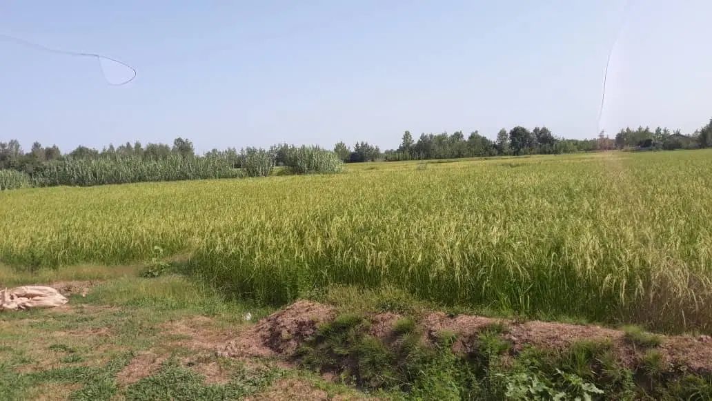 4600متر/رشت/کوچصفهان/زیباکنار|فروش زمین و ملک کلنگی|رشت, تازه آباد|دیوار