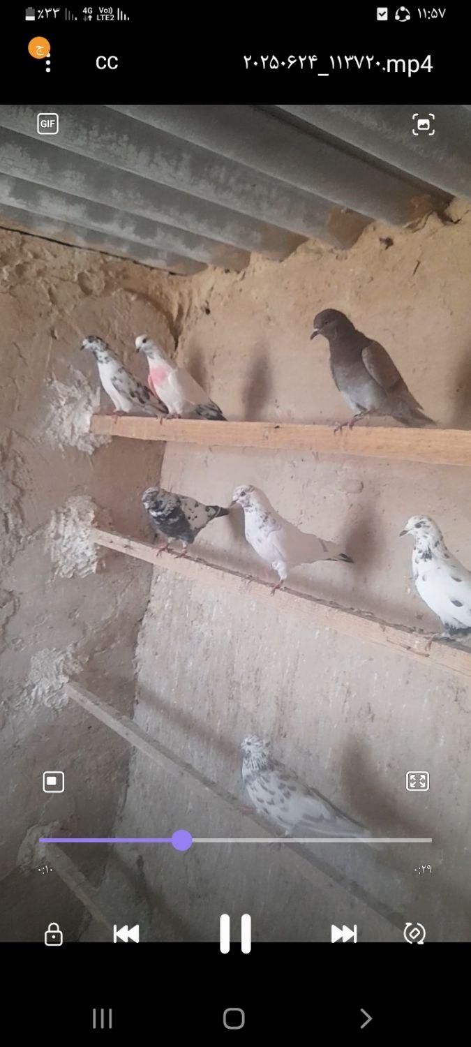 کفتر گرفتنی|پرنده|قم, شاه سید علی|دیوار