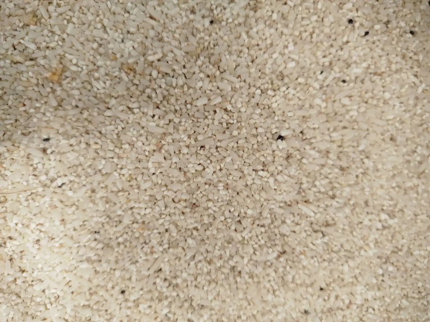 برنج ریز  دانه هاشمی|خوردنی و آشامیدنی|رشت, دیانتی|دیوار