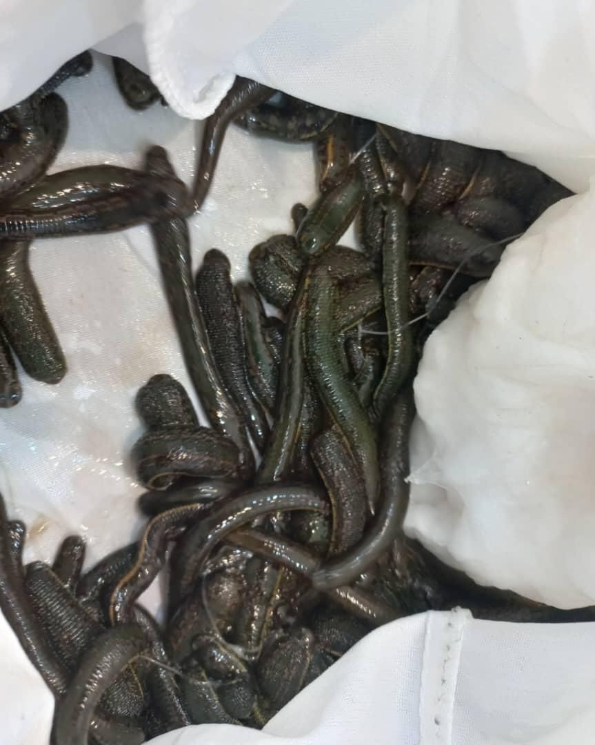 حجامت و زالو درمانی و طب سوزنی و بادکش|خدمات آرایشگری و زیبایی|ارومیه, |دیوار