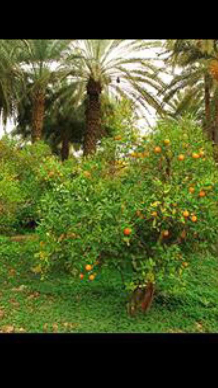 فروش باغ شهری/جهت مرکبات و ساخت|فروش دفتر صنعتی، کشاورزی، تجاری|داراب, |دیوار