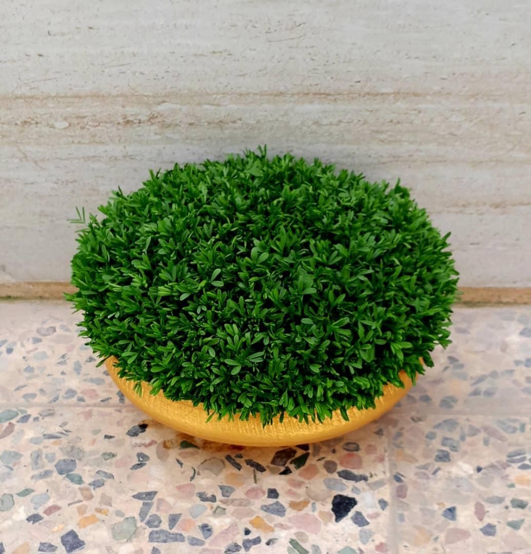 سبزه آماده تحویل|گل و گیاه طبیعی|کوهدشت, |دیوار