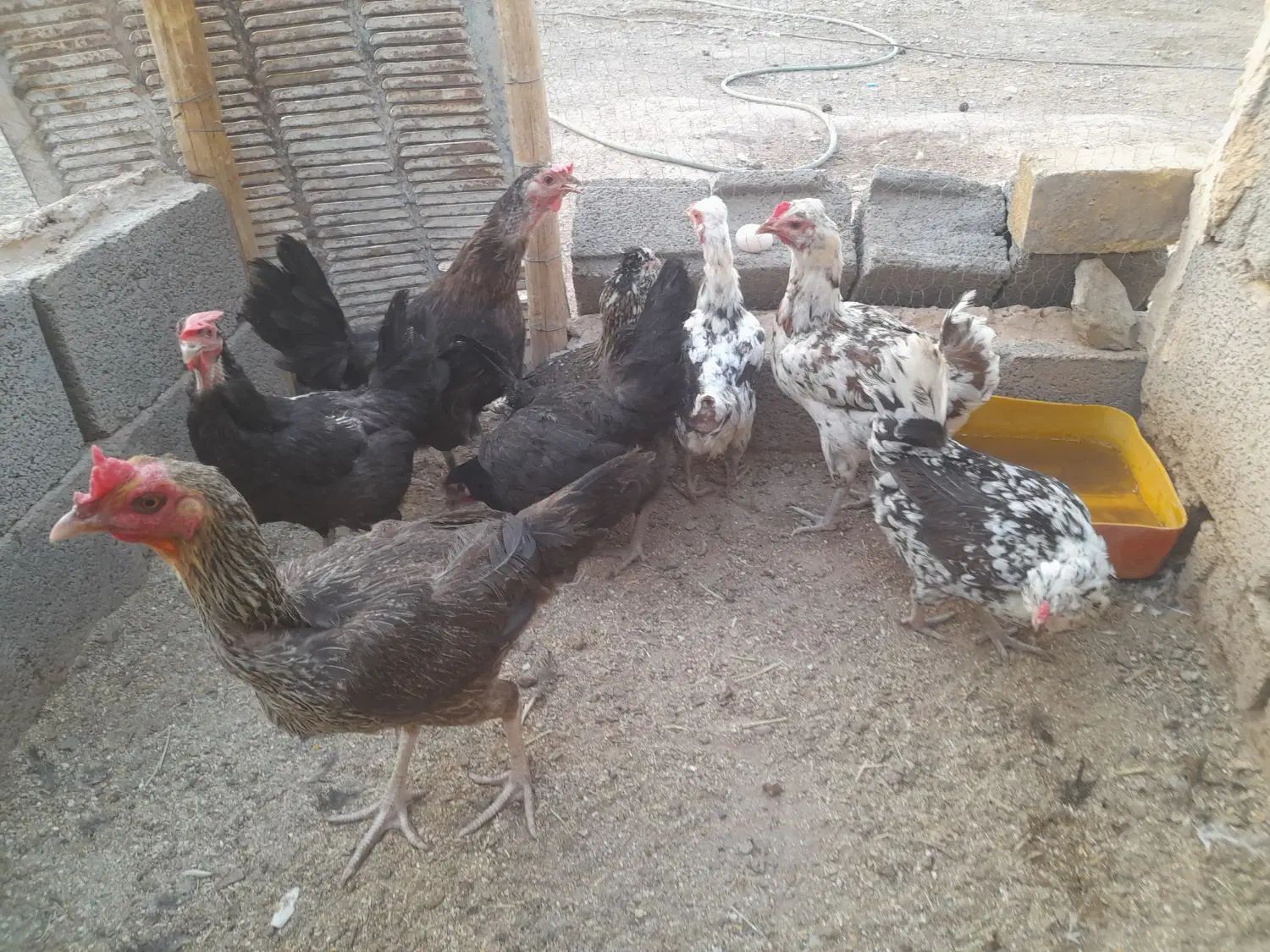 حراج فروش 8 تا مرغ تخمگذار جوان با 4 تا جوجه|حراج|رفسنجان, |دیوار