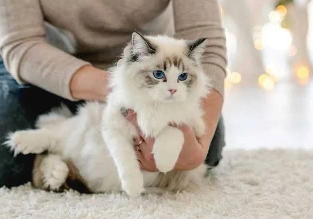نگهداری از گربه شما بهنگام سفر|گربه|تبریز, |دیوار