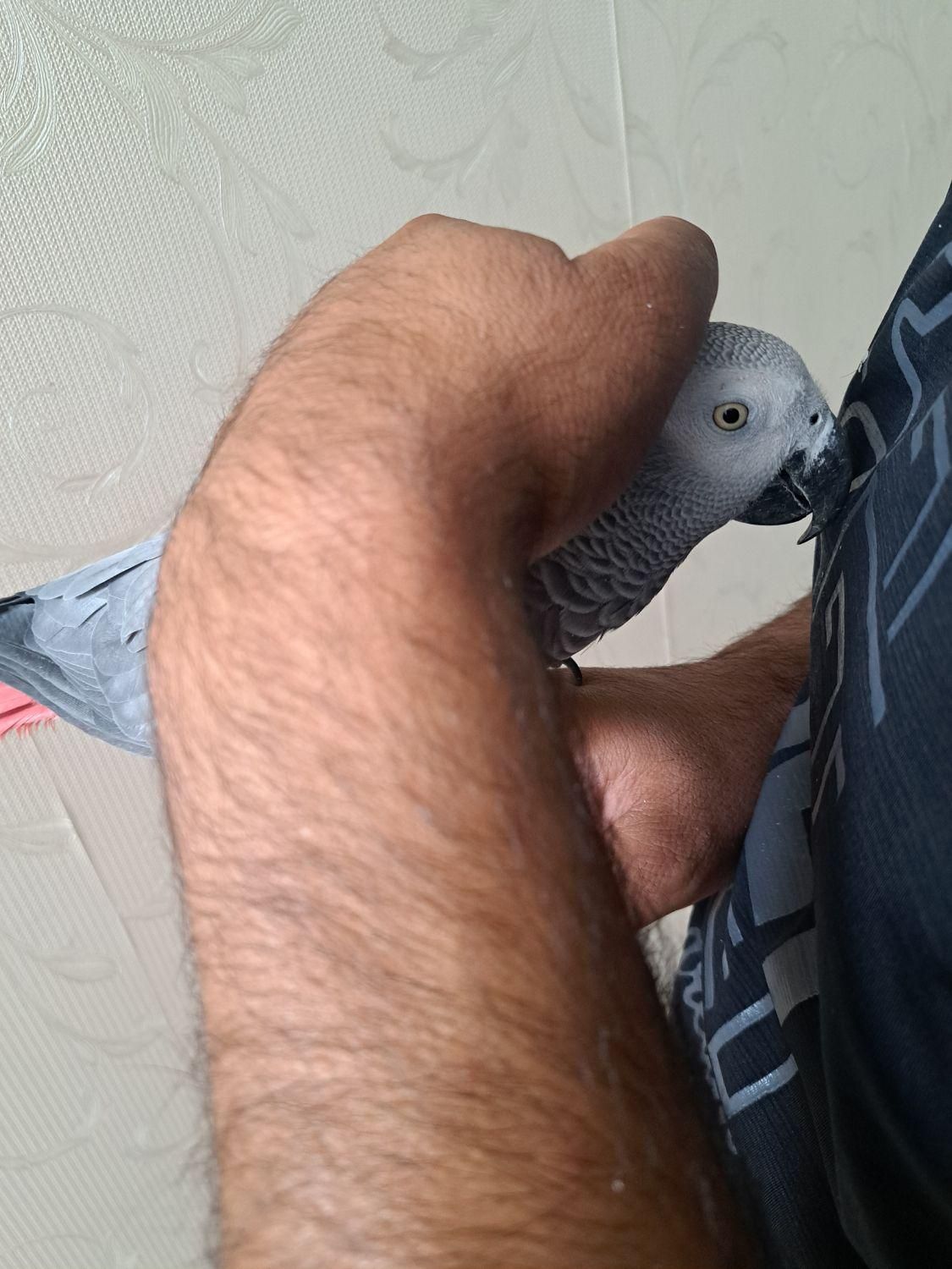طوطی کاسکو|پرنده|سیرجان, |دیوار