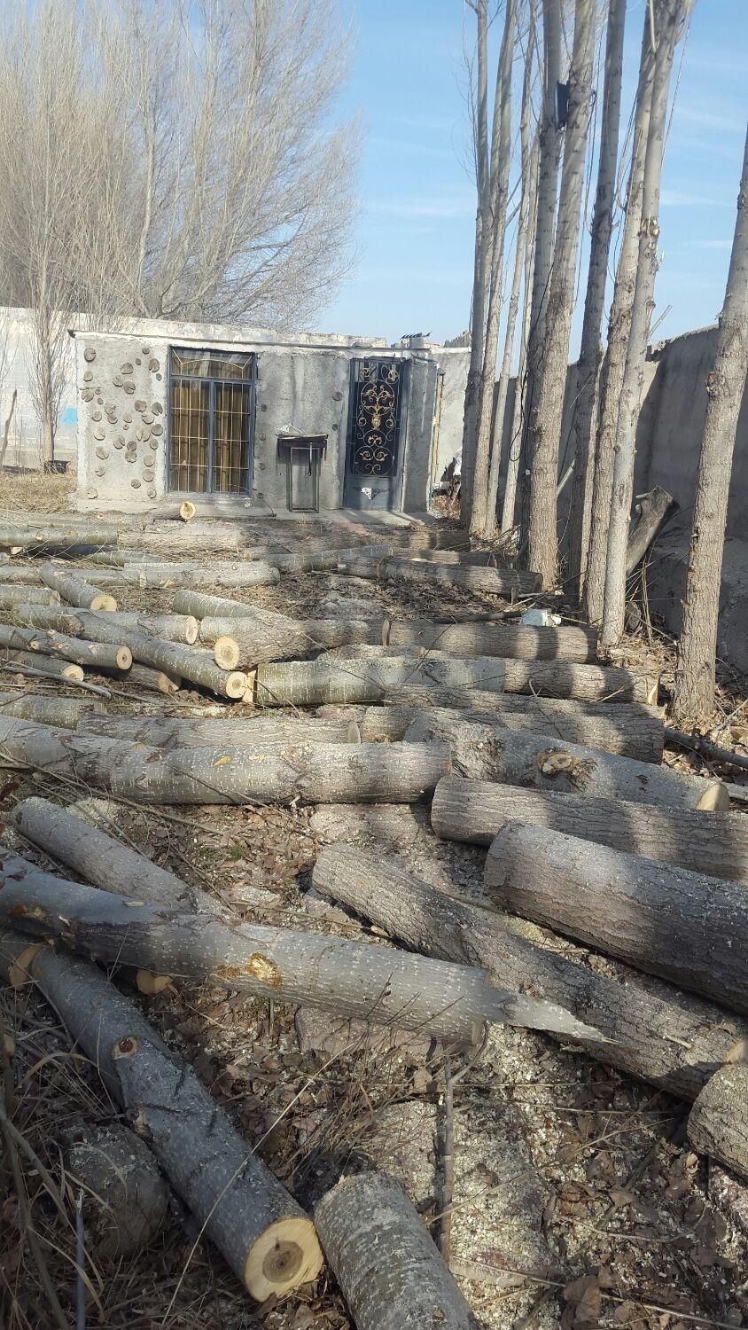 خریدار درخت سرپا وچوب خشک|خدمات باغبانی و درختکاری|اردبیل, |دیوار