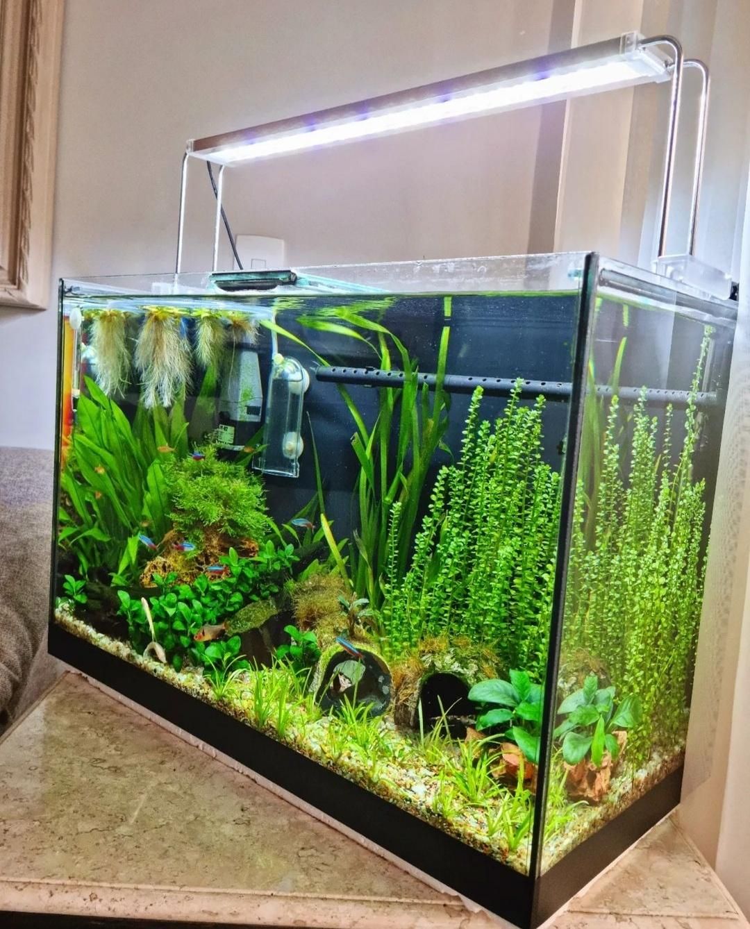 فروشگاه آکواریوم و ماهی گلدن فیش|ماهی|گلپایگان, |دیوار