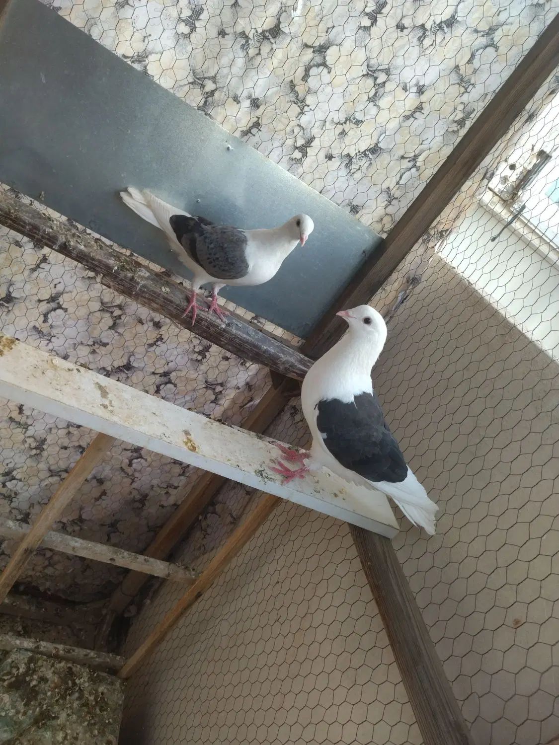 کفتر|پرنده|مشهد, کوی سیدی|دیوار