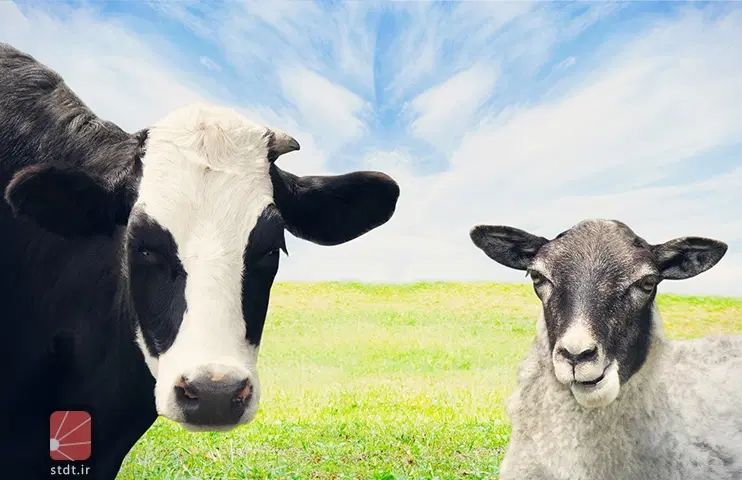 به چند همکارقصاب برای کار درشرکت نیازمندیم|استخدام صنعتی، فنی، مهندسی|کرمانشاه, |دیوار