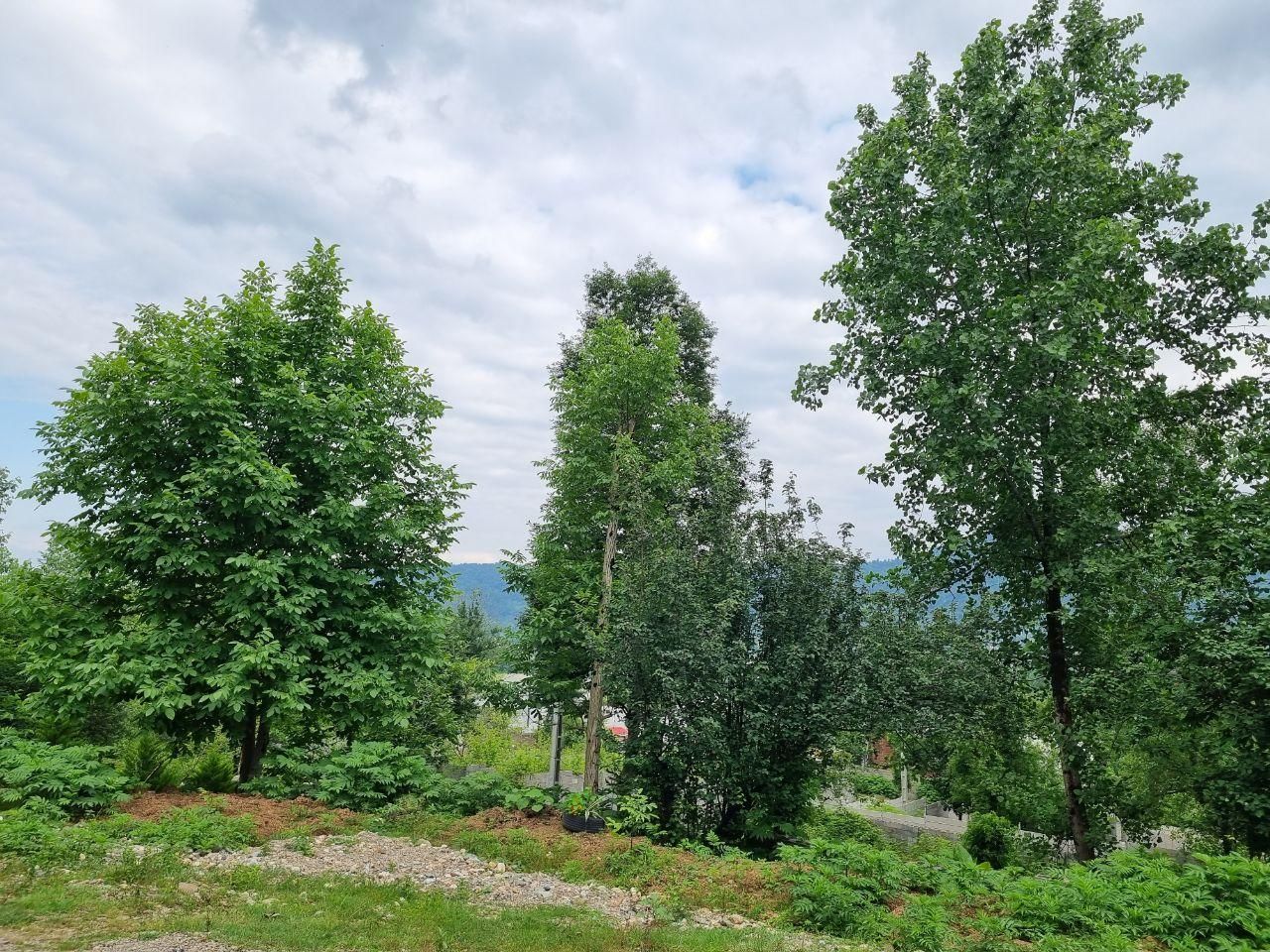 اجاره روزانه/هفتگی/ماهانه ویلا جنگلی زیبا|اجارهٔ کوتاه‌مدت ویلا و باغ|ماکلوان, |دیوار