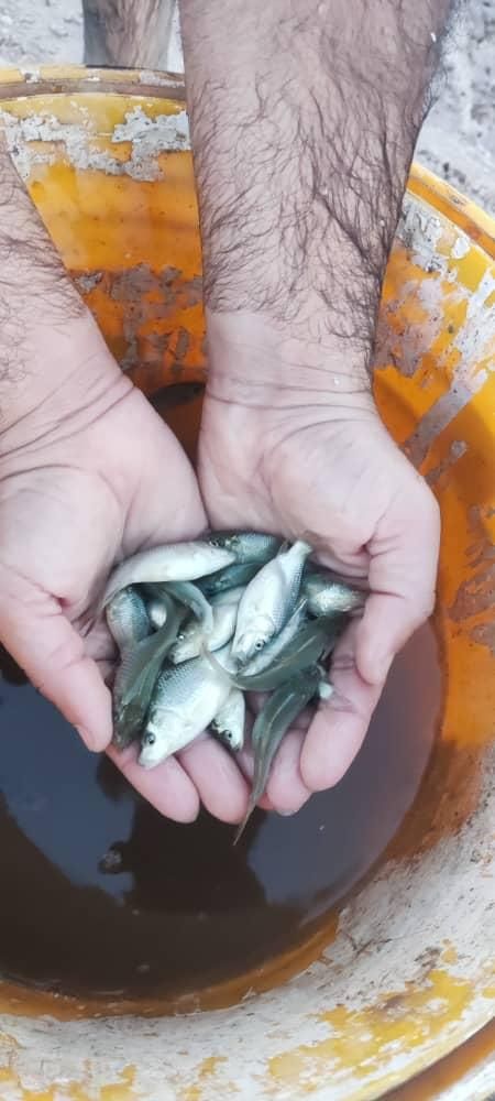 پخش بچه ماهی جهاد|ماهی|دماوند, |دیوار