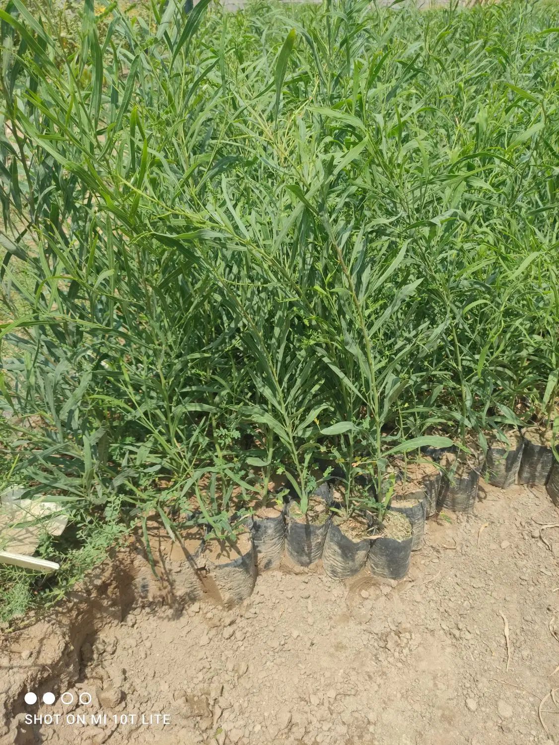 نهال اکاسیاه (بیدسیاه‌‌)۲۰تومن.اکالیپتوس چوب سیاه|خدمات باغبانی و درختکاری|جهرم, |دیوار