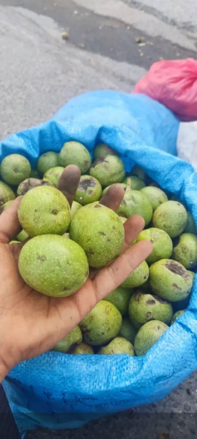 گردو درجه ۱ پوست کاغذی|خوردنی و آشامیدنی|اصفهان, نقش جهان|دیوار