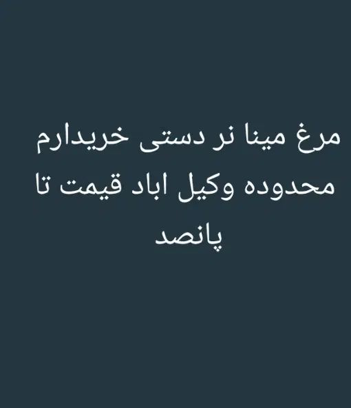 مرغ مینا|پرنده|مشهد, جاهد شهر|دیوار