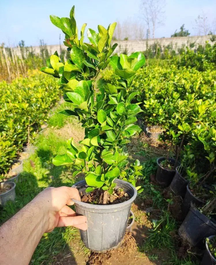 خدمات باغبانی باغچه کاری هرسکاری تعویض خاک گلدان|خدمات باغبانی و درختکاری|تهران, سعادت‌آباد|دیوار