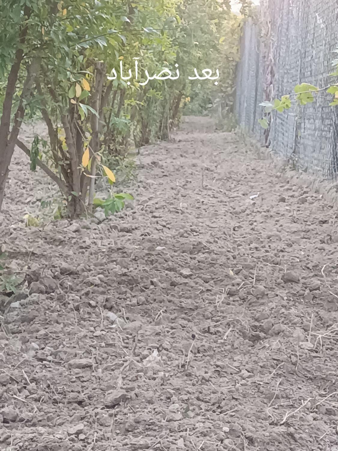 هرس کردن درخت|خدمات باغبانی و درختکاری|گرگان, |دیوار