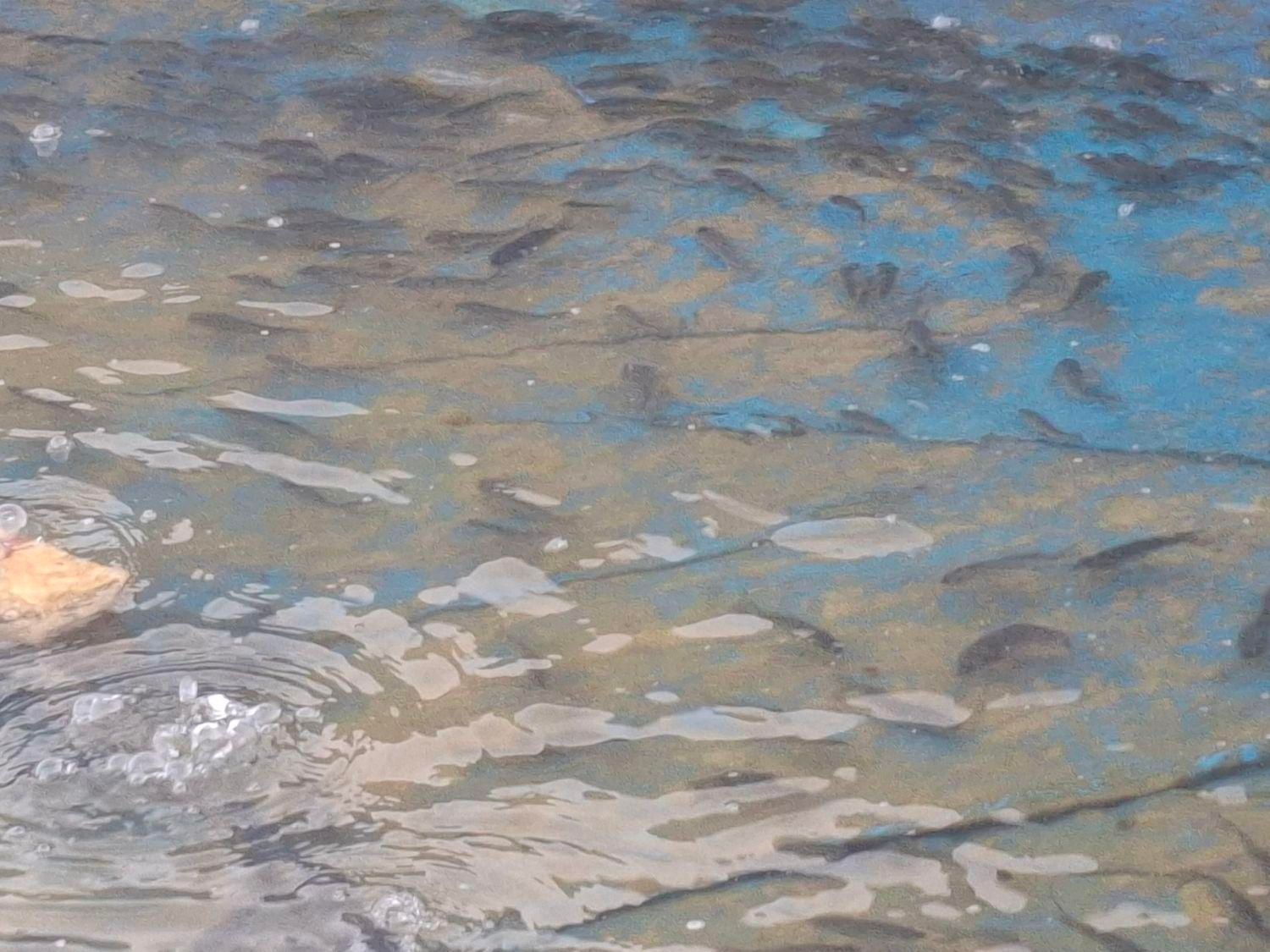 ماهی کپور برای استخر های کشاورزی|ماهی|کاشان, شهرک فرهنگیان|دیوار