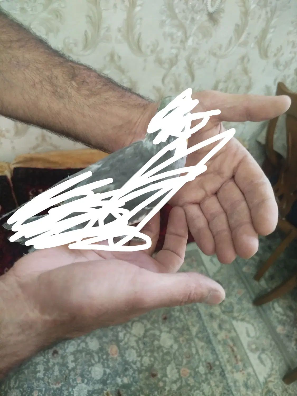 عروس هلندی پیدا شده|حیوانات|کرج, المهدی|دیوار