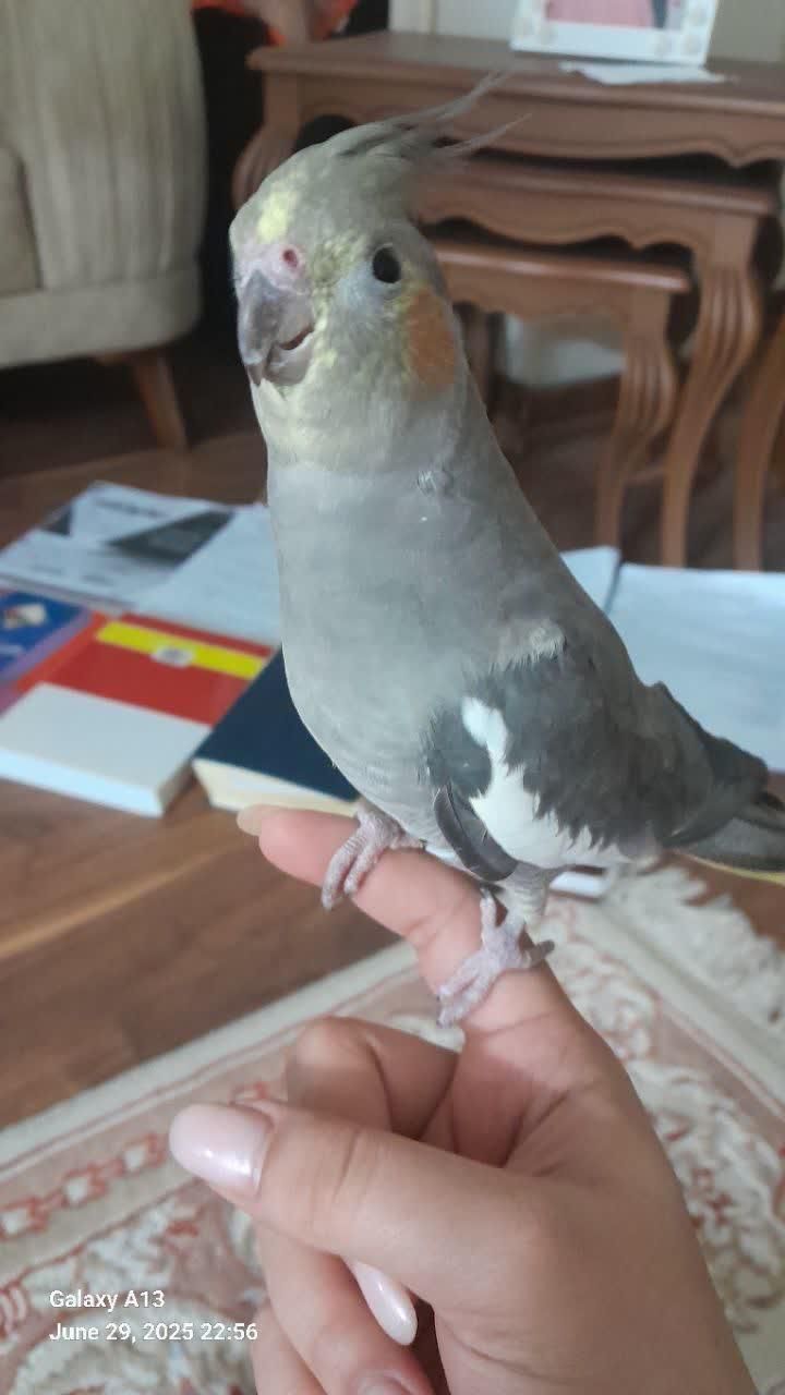 ماده یک ساله فول رام|پرنده|بابل, |دیوار