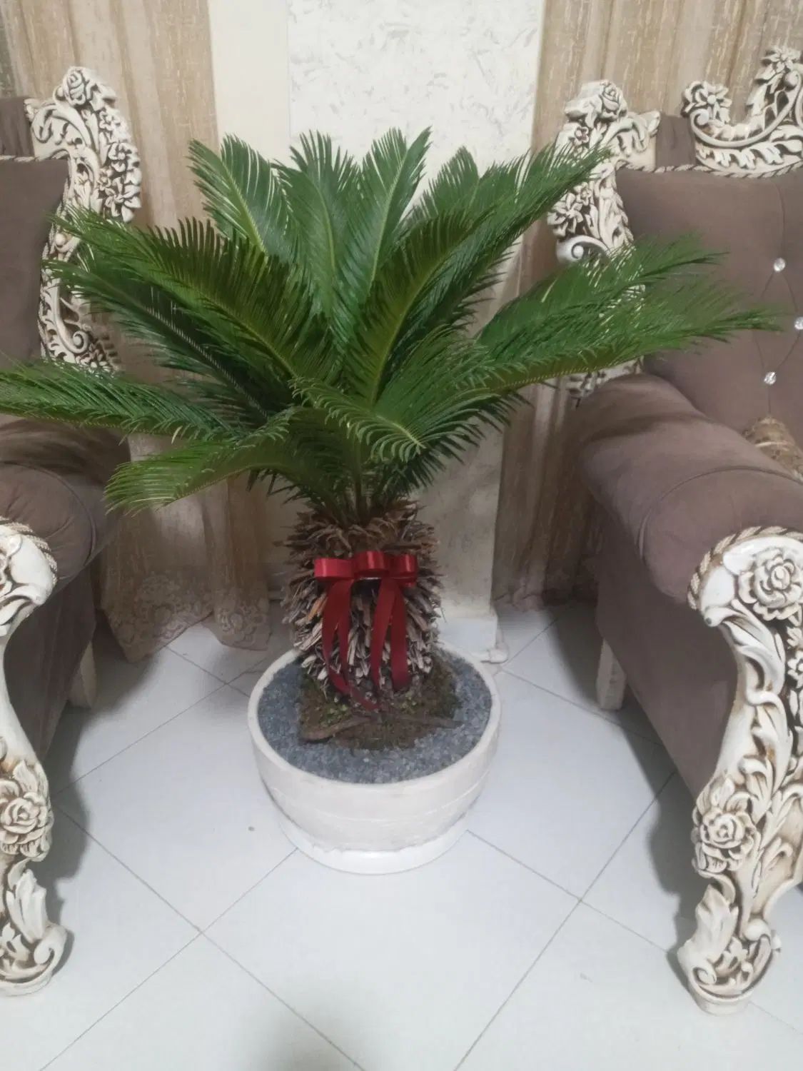 گل سیکاس|گل و گیاه طبیعی|کرج, گوهردشت|دیوار