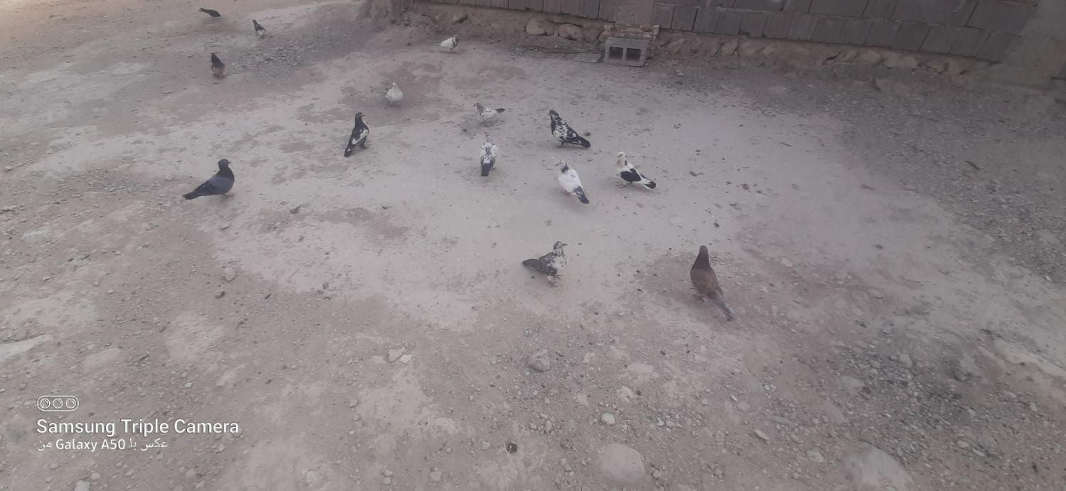 قابل معاوضه با توله قدرجونی پشمی|پرنده|بندرلنگه, |دیوار