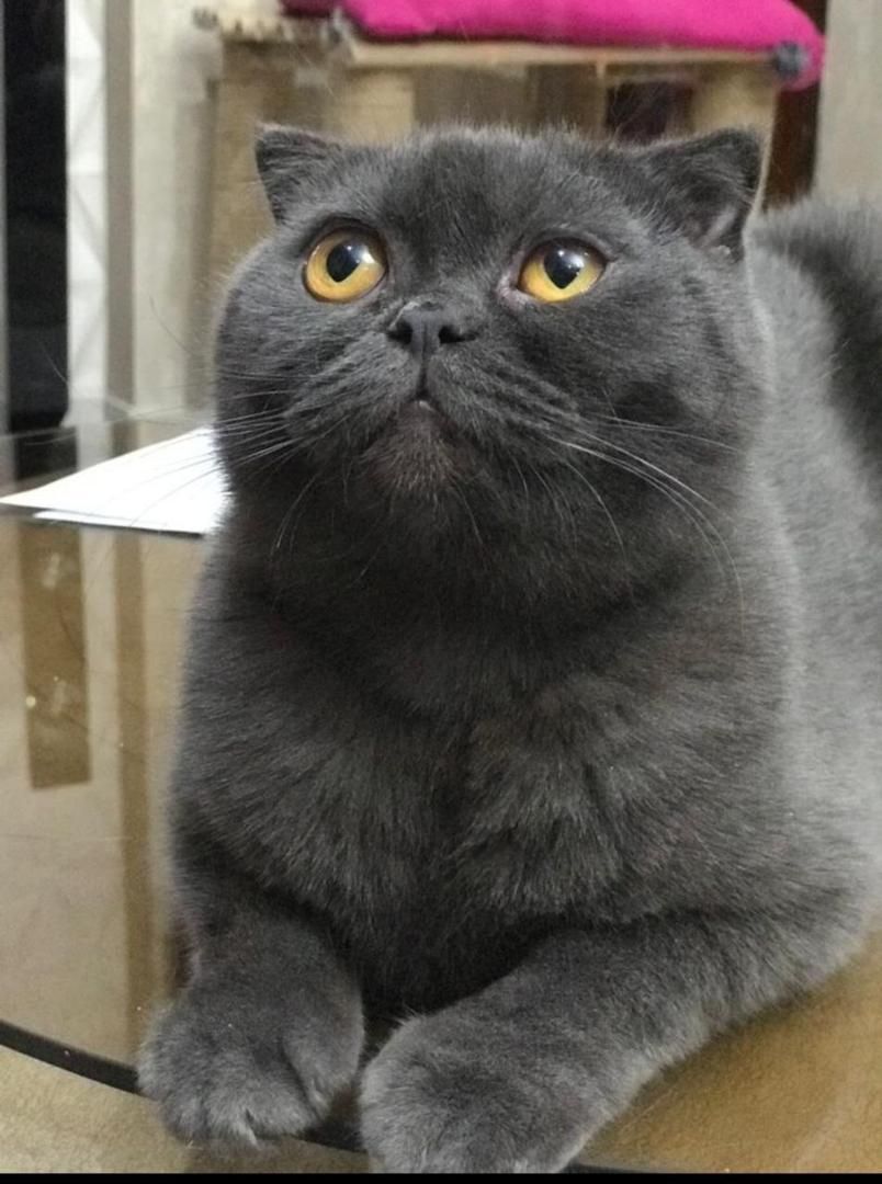 گربه اسکاتیش و اسفینکس|گربه|جیرفت, |دیوار