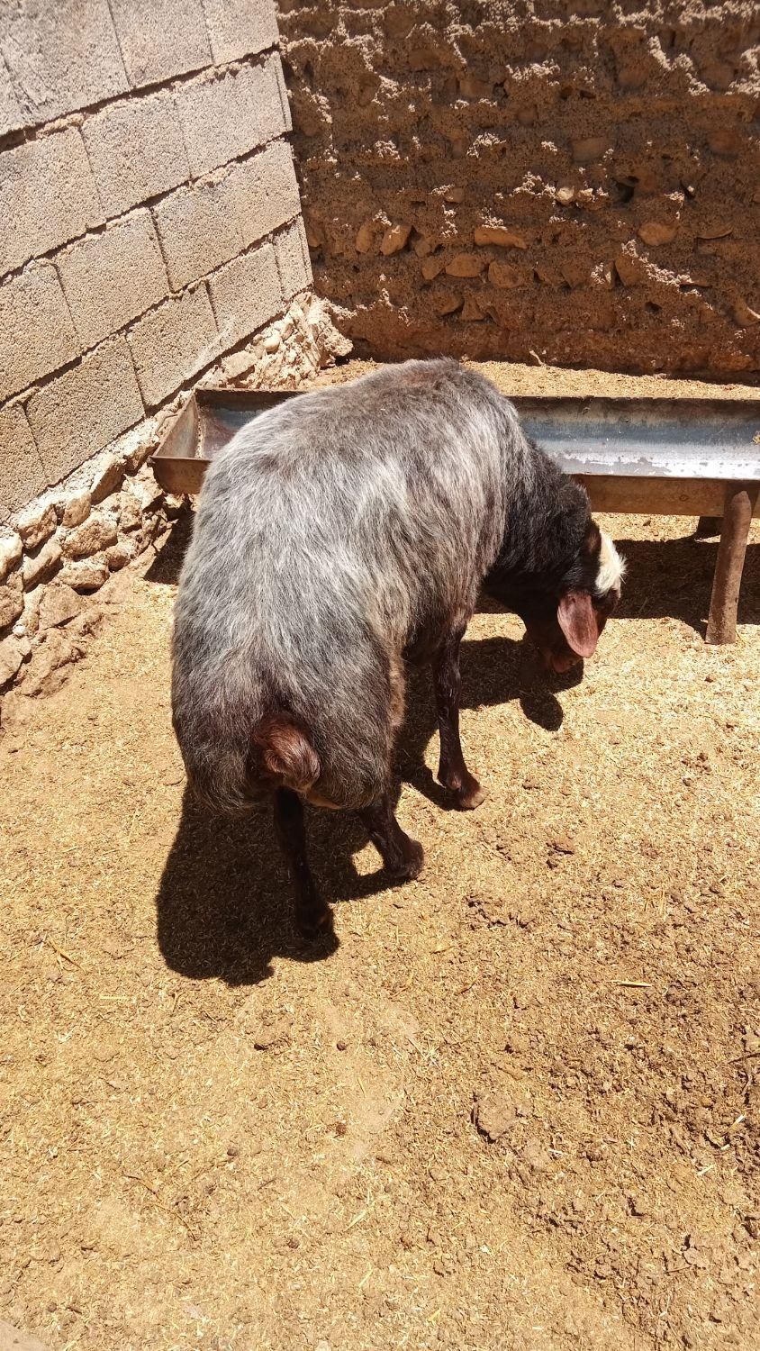 قوچ تخمی فروشی|حیوانات مزرعه|دوزین, |دیوار