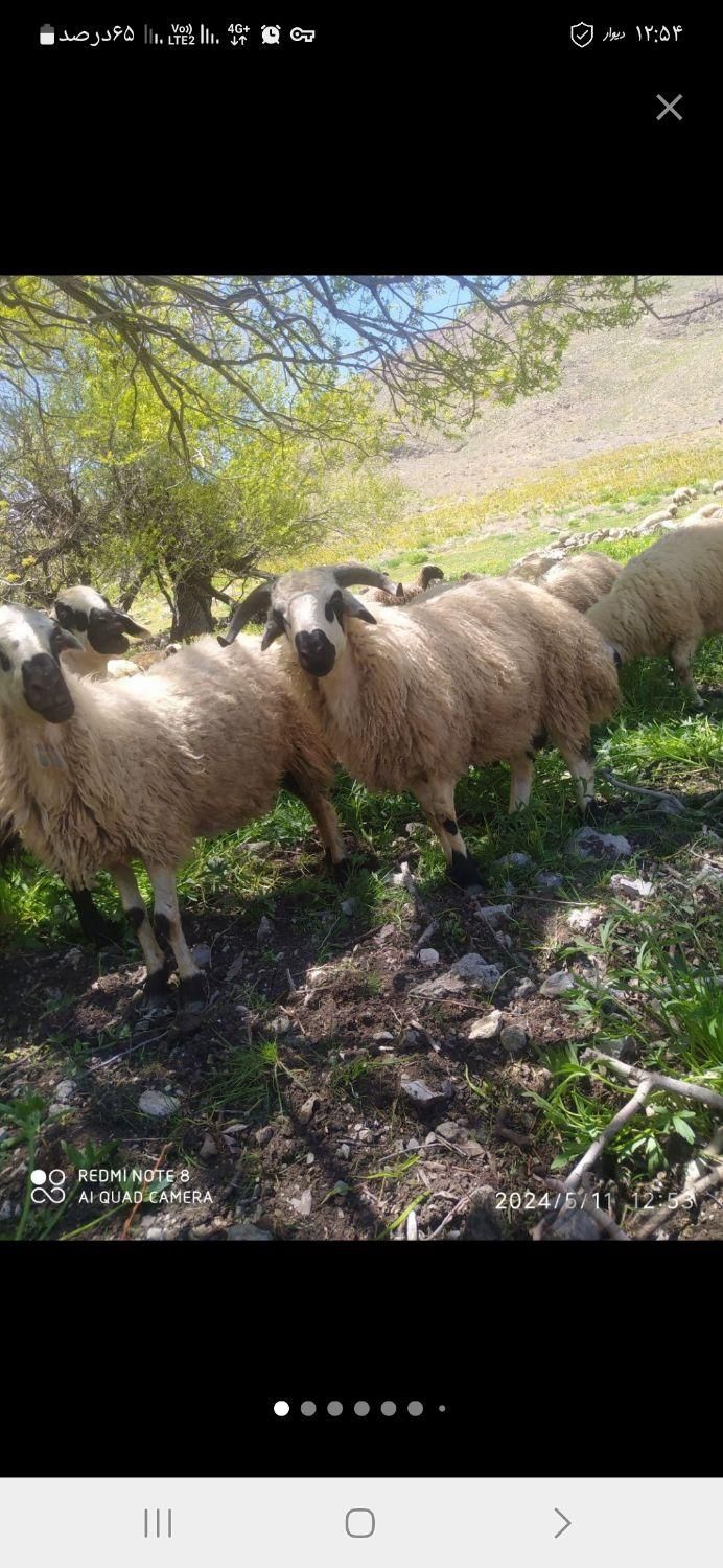 بره بره گوسفند مناسب عید شبانه روزی|عمده‌فروشی|شاهین‌شهر, فردوسی|دیوار