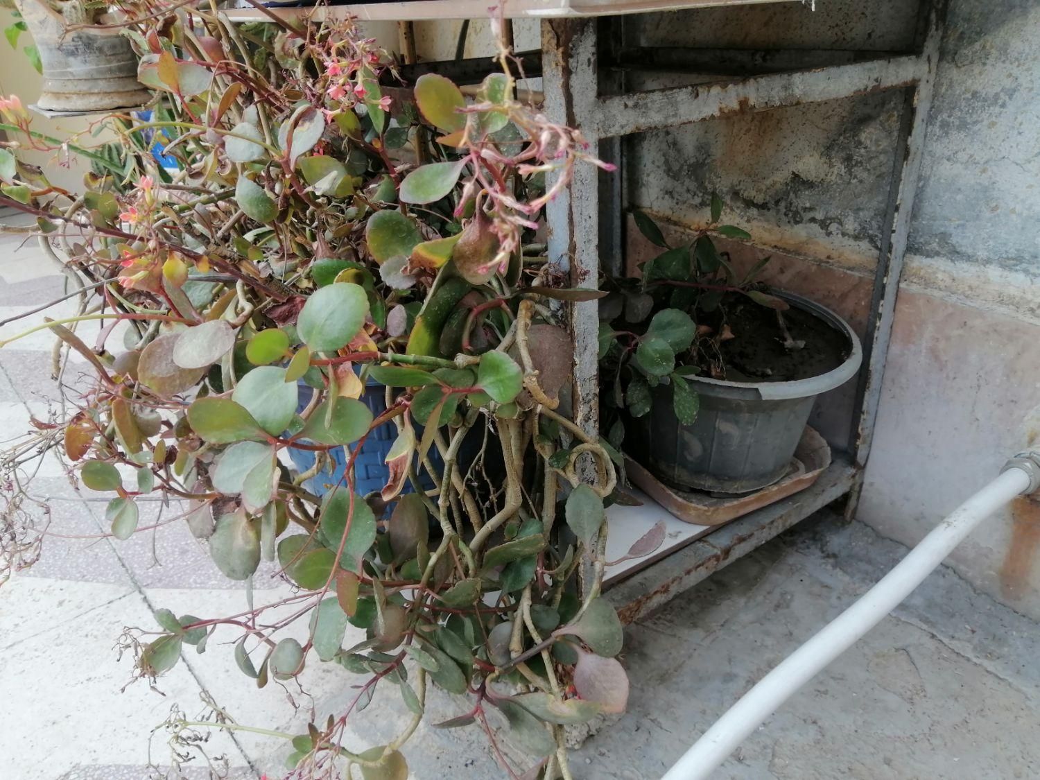 فروش گل طبیعی|گل و گیاه طبیعی|شیراز, شهرک مهدیآباد|دیوار