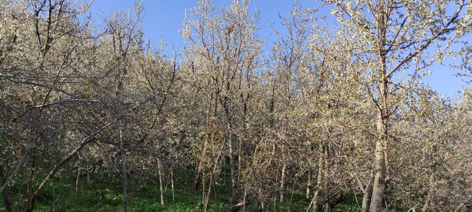 باغ گیلاس زشک 1500 متر|فروش زمین و ملک کلنگی|مشهد, راهنمایی|دیوار