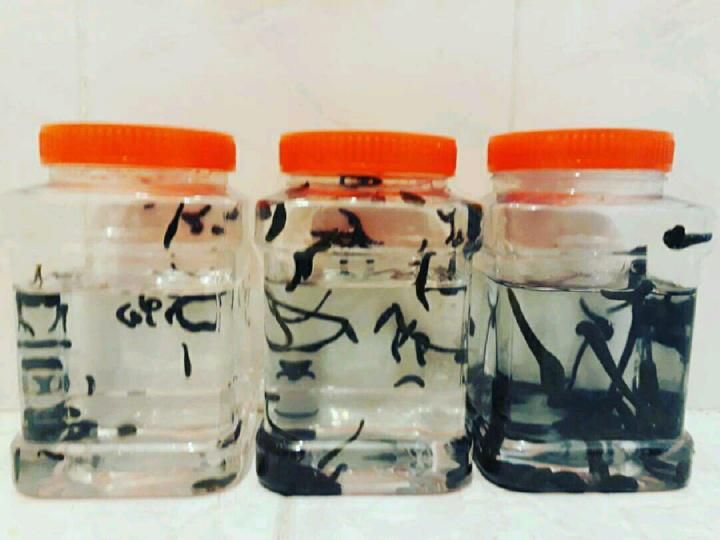 زالو بهداشتی از تولید به مصرف|آرایشی، بهداشتی، درمانی|گنبد کاووس, |دیوار