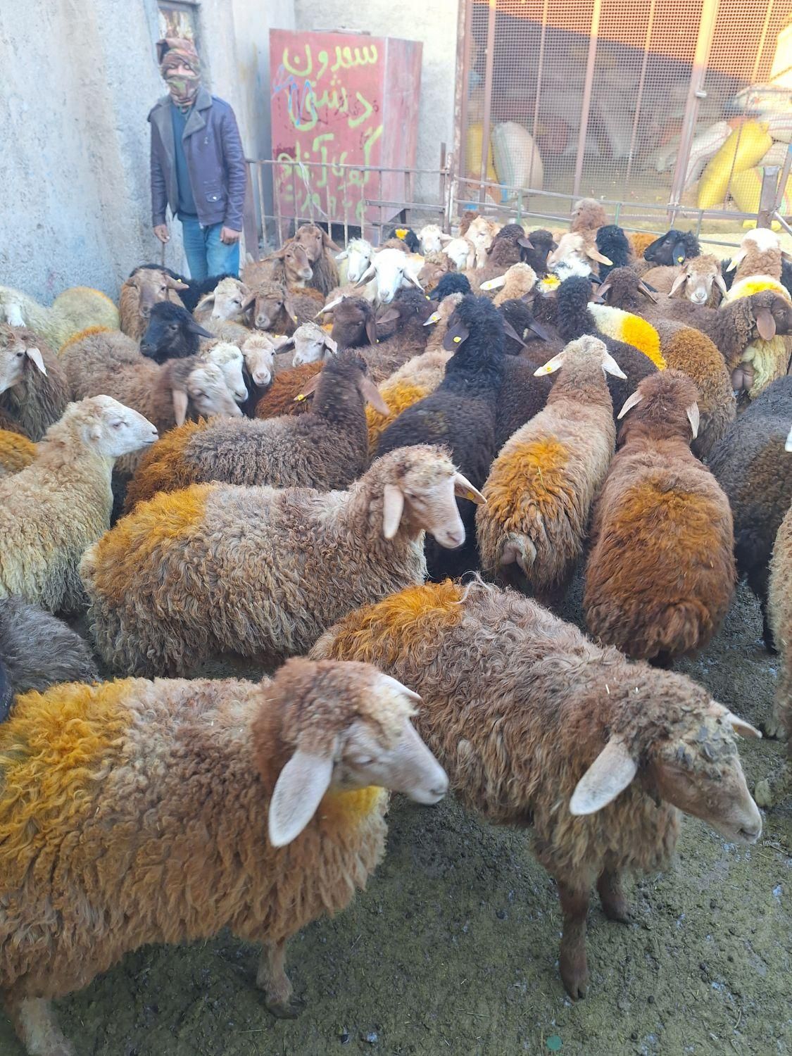 گوسفند زنده دشت مغان دام پارس آباد و اردبیل|حیوانات مزرعه|کرج, اصفهانی‌ها|دیوار
