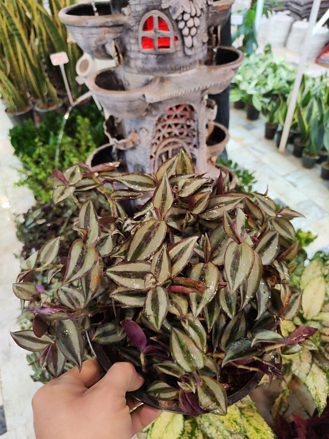 گل چشم آهویی برگ بیدی گلدان درزگیر محافظ ریشه|گل و گیاه طبیعی|قم, نیروگاه|دیوار