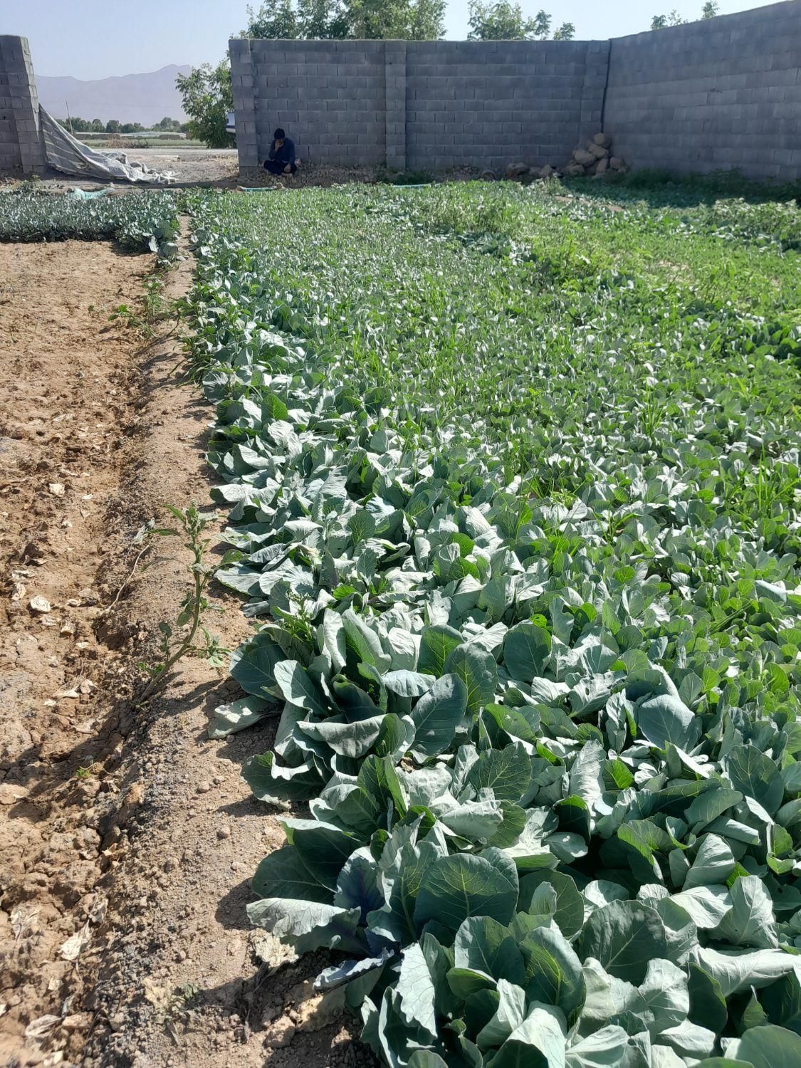 نهال کلم سفید و قرمز و گل|گل و گیاه طبیعی|اصفهان, خانه اصفهان|دیوار