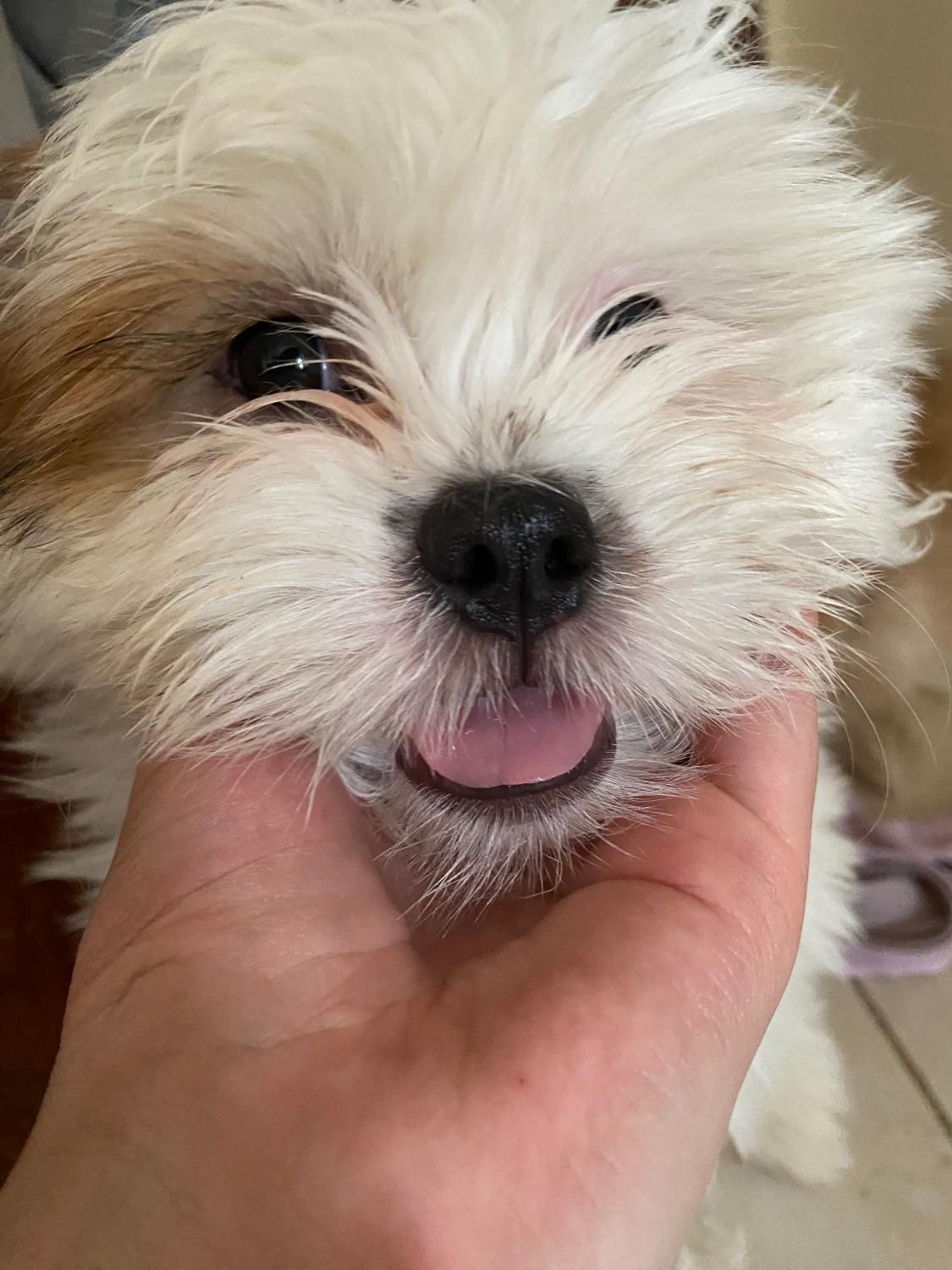 توله سگ|سگ|قزوین, |دیوار