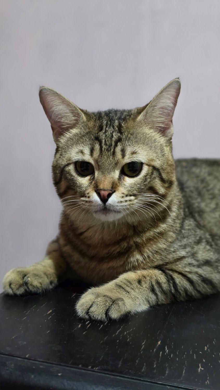 گربه یکساله domestic short hair|گربه|تهران, باغ فیض|دیوار