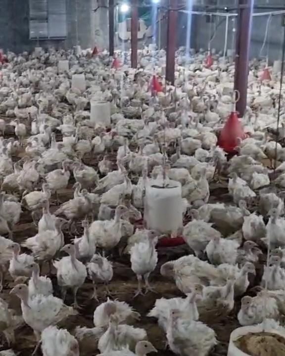 بیوتی فوق سنگین جوجه بوقلمون|حیوانات مزرعه|بیرجند, |دیوار