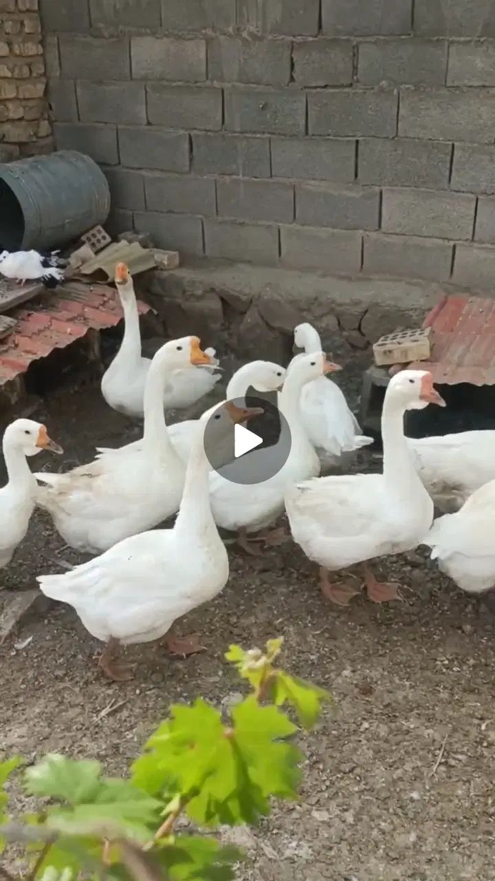 قوغاز|حیوانات مزرعه|مشهد, شهرک صنعتی توس|دیوار